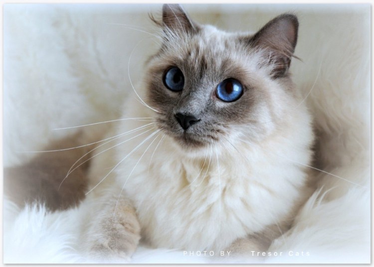 Светлые коты