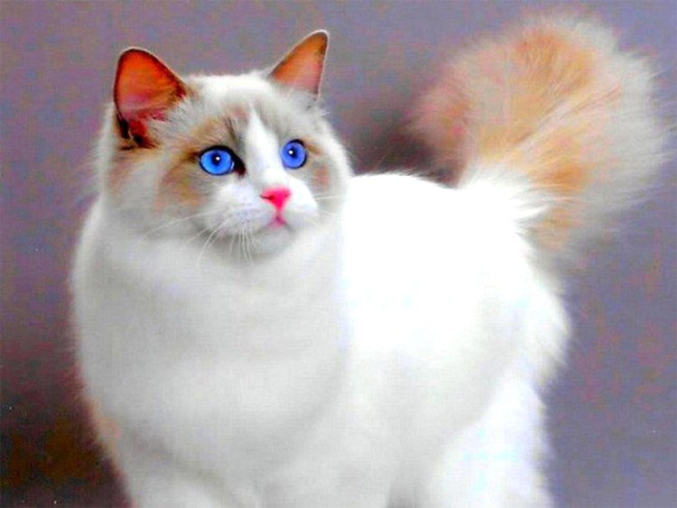 Бурмилла полосатая