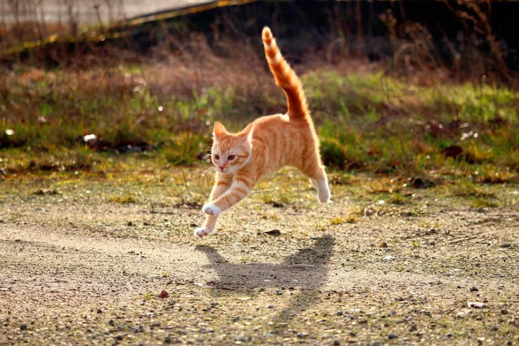 Кот убегает