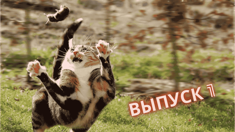 Коты убегают