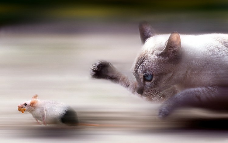 Кот гонится за мышью
