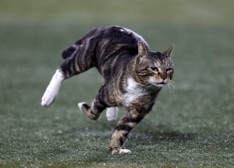 Котик убегает