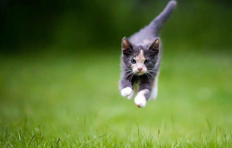 Кошечка бежит