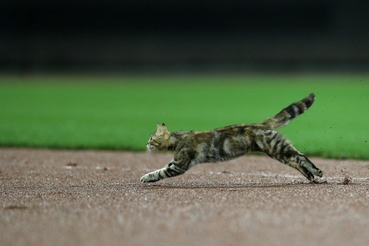 Кот убегает