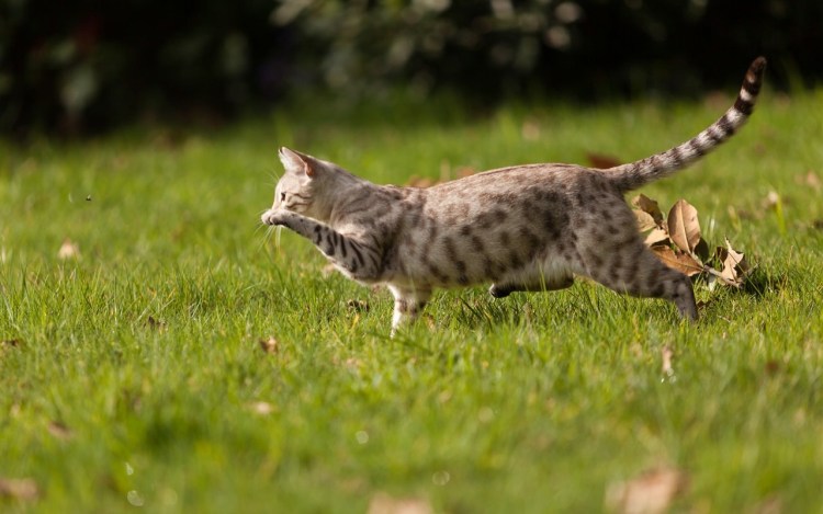 Кошка бежит