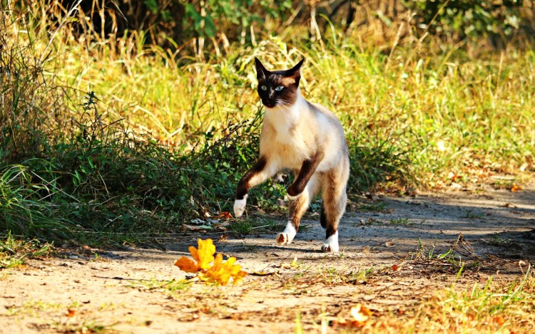 Кошка бежит