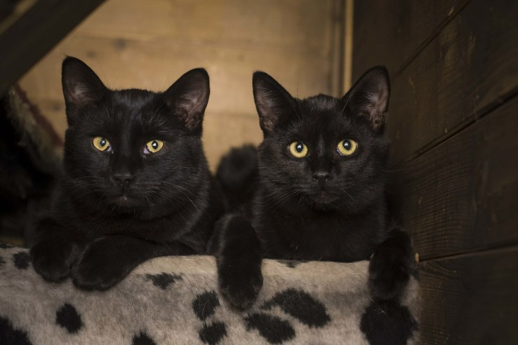 Две черные кошки