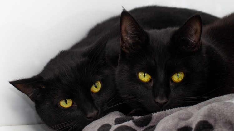 Две черные кошки
