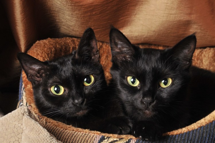 Бомбейская кошка черно белая