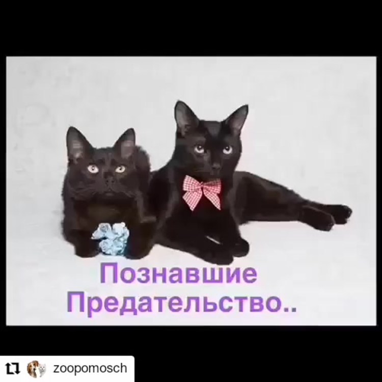 Черные кошки приносят неприятности