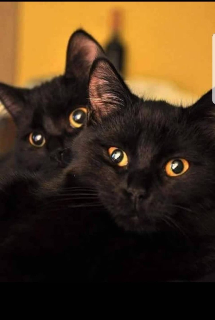 Черная кошка с котятами