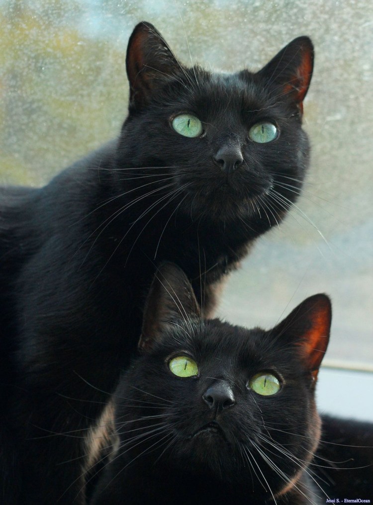 Взрослые черные коты