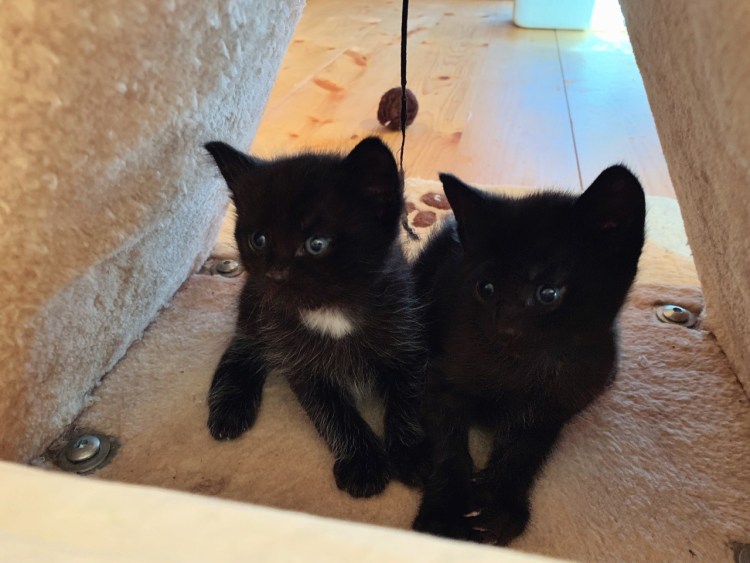 Метис бомбейской кошки