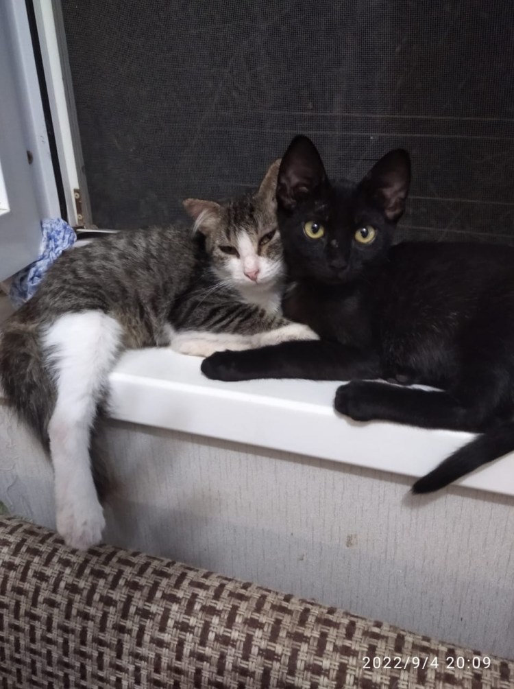 Два черных кота