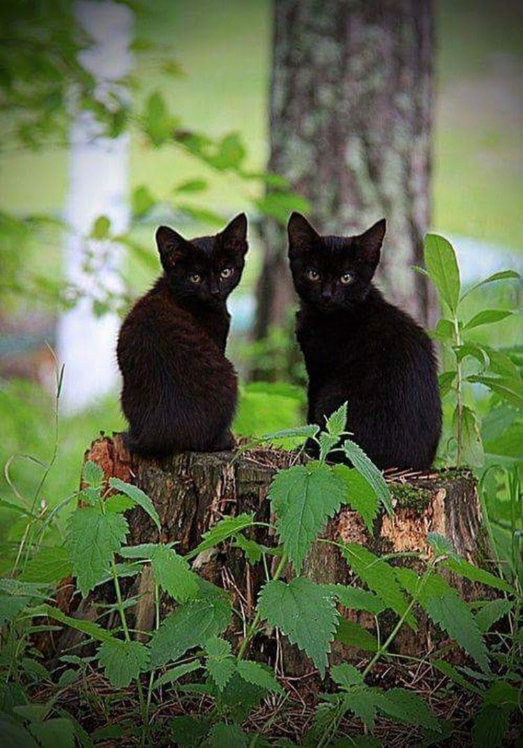 Черный котенок