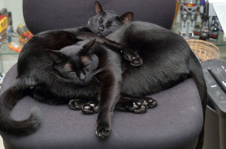 Два черных кота
