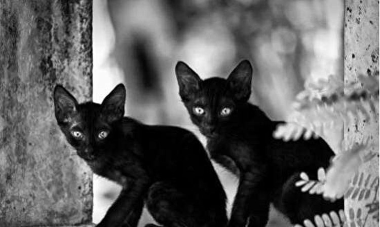 Сиамская кошка