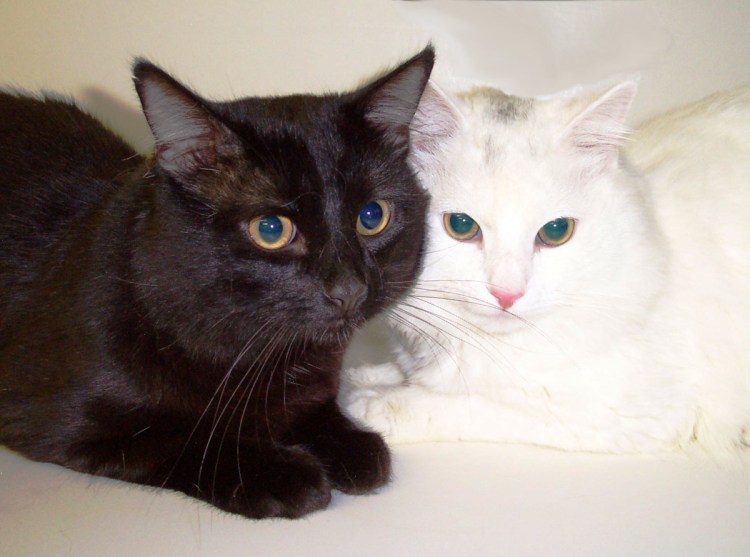 Кошка черная с белым