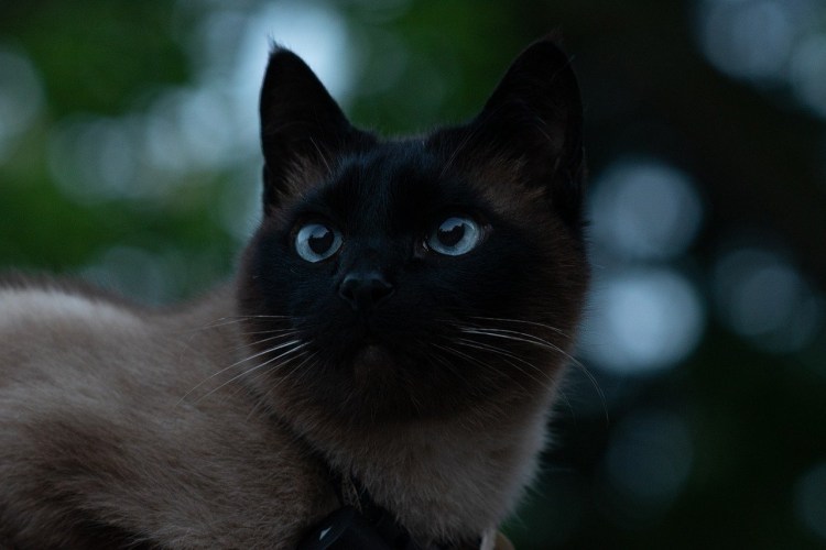 Две кошечки