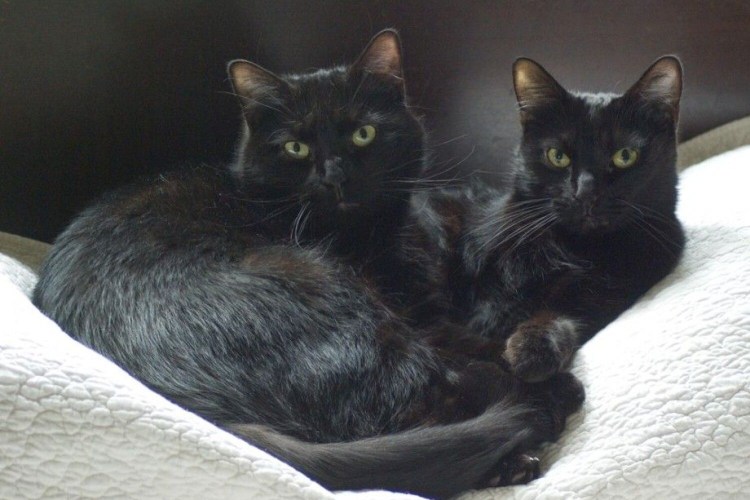 Два черных котенка