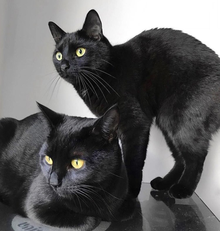 Два черных котенка
