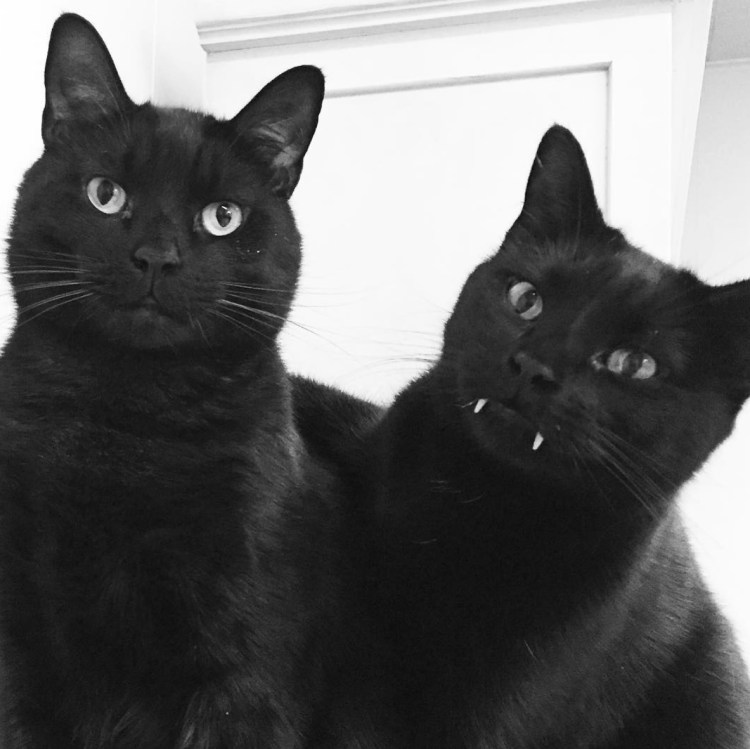 Сиамская кошка черная