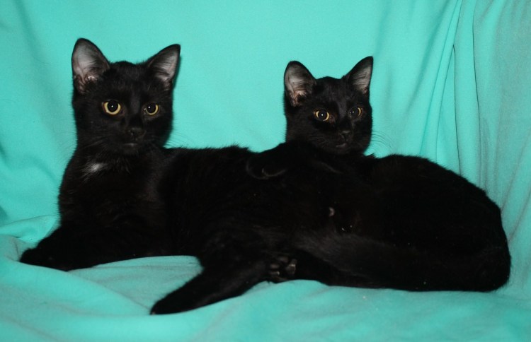 Русская голубая кошка черного окраса