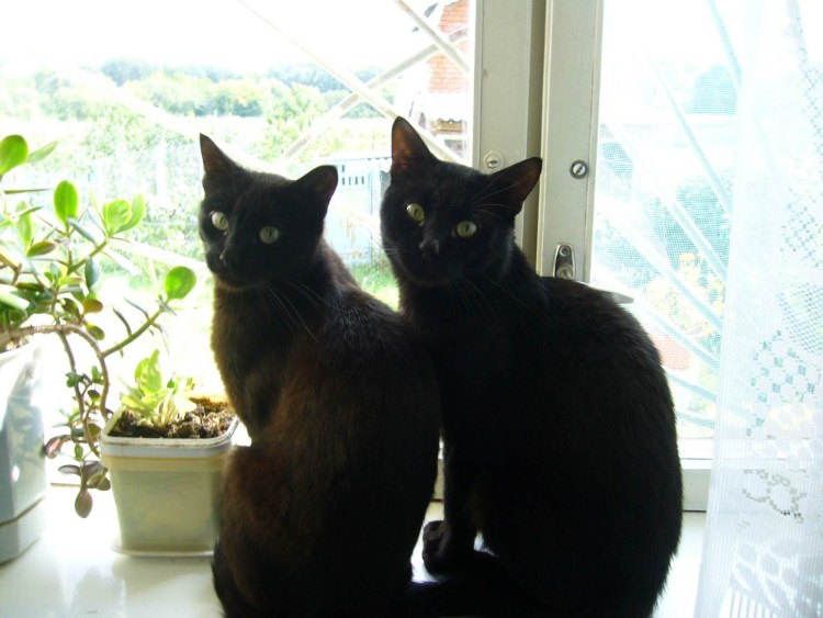 Две чёрные кошечки