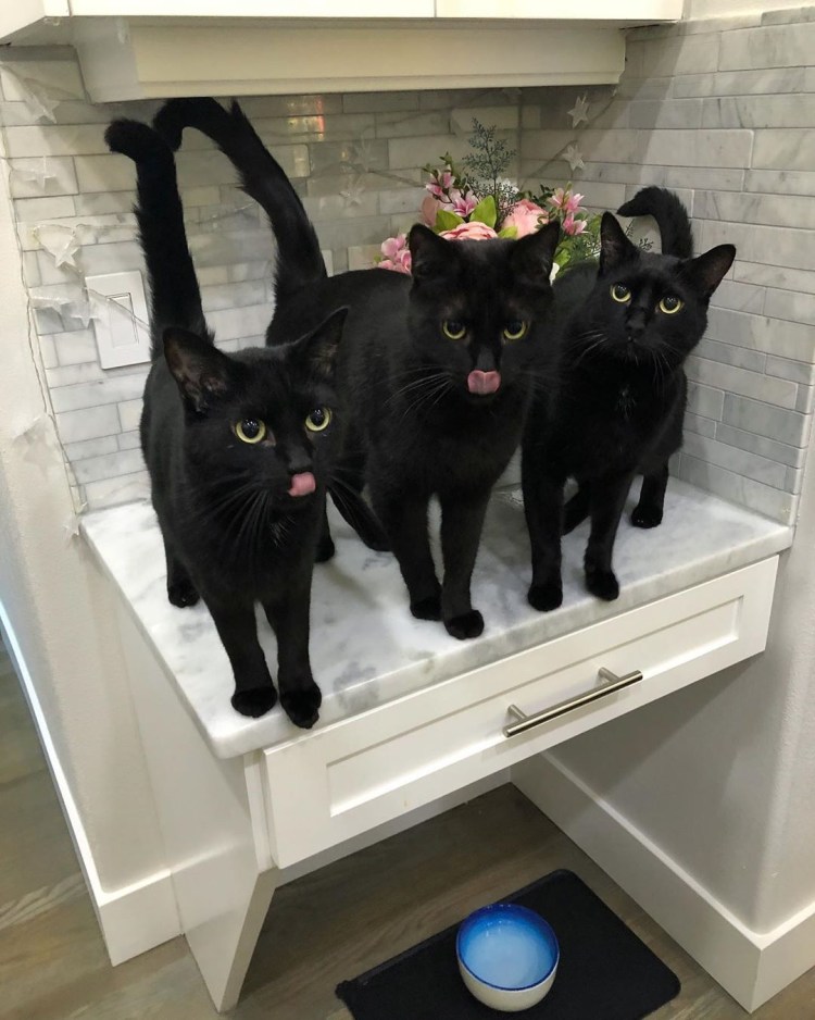 Рыжий и черный котики