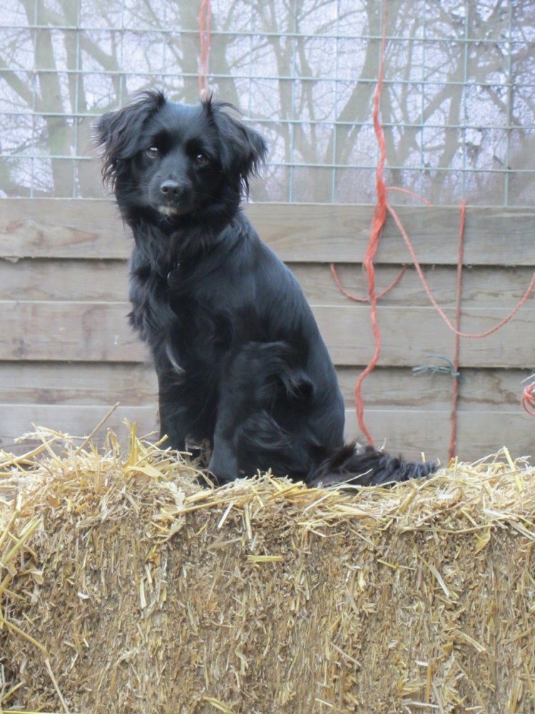 Маркизье порода собак