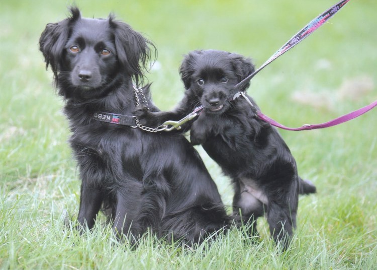 Порода голландский тульпхонд