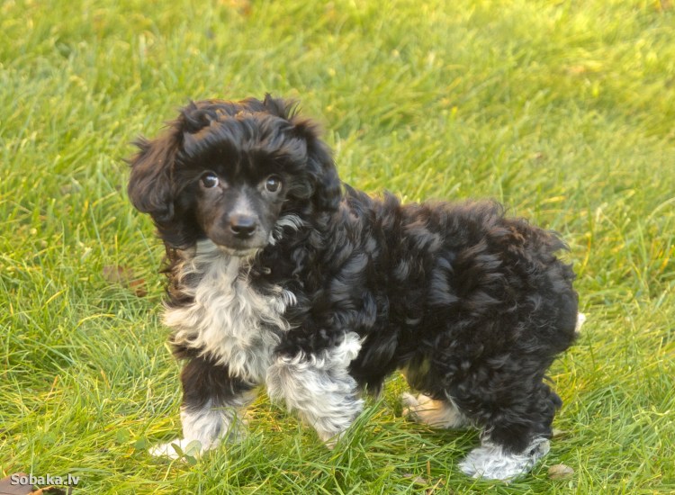 Охотничий спаниель метис