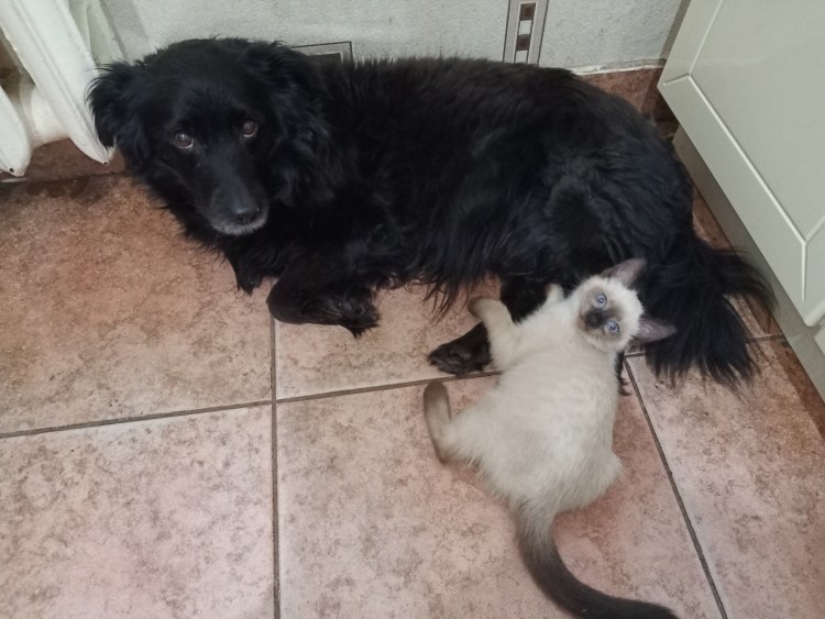 Тульпхонд щенок