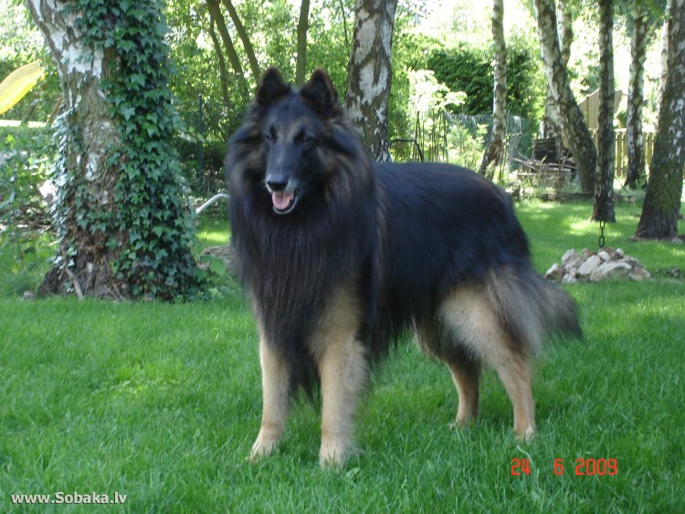 Голландская овчарка