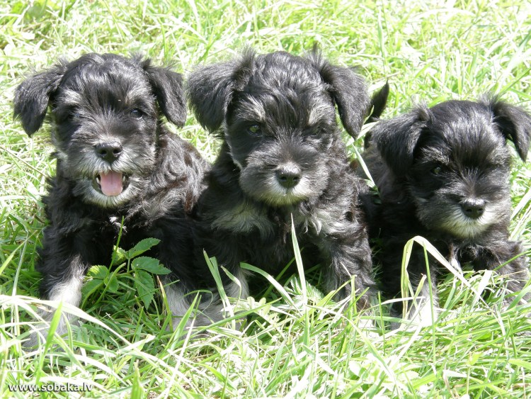 Порода голландский смаусхонд