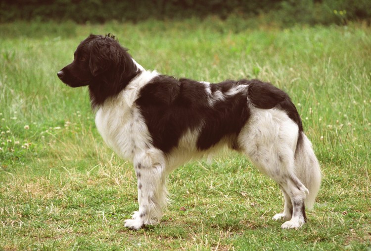 Терьер пшеничный беспородная