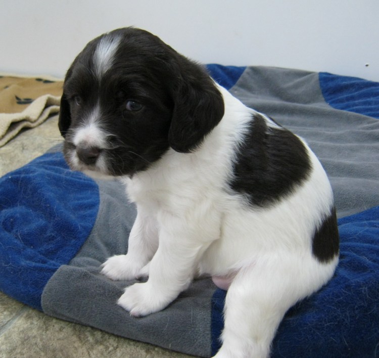 Голландская овчарка малинуа