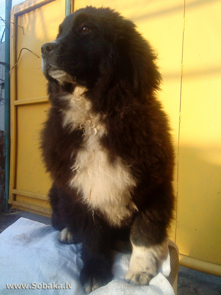 Грюнендаль порода собак рост