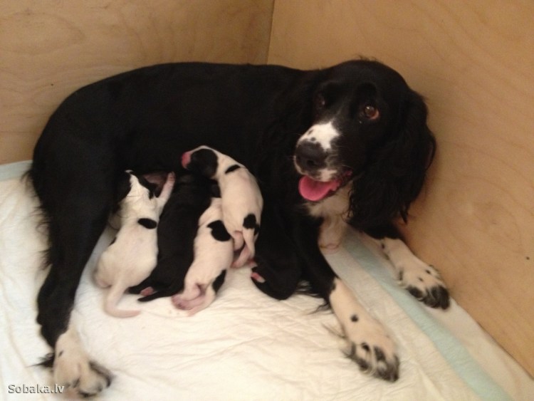 Хердер длинношерстная