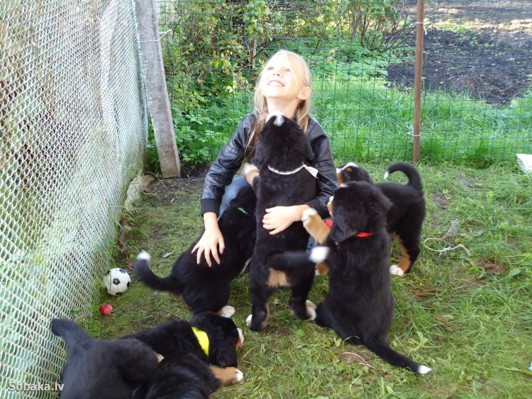 Русский карликовый спаниель