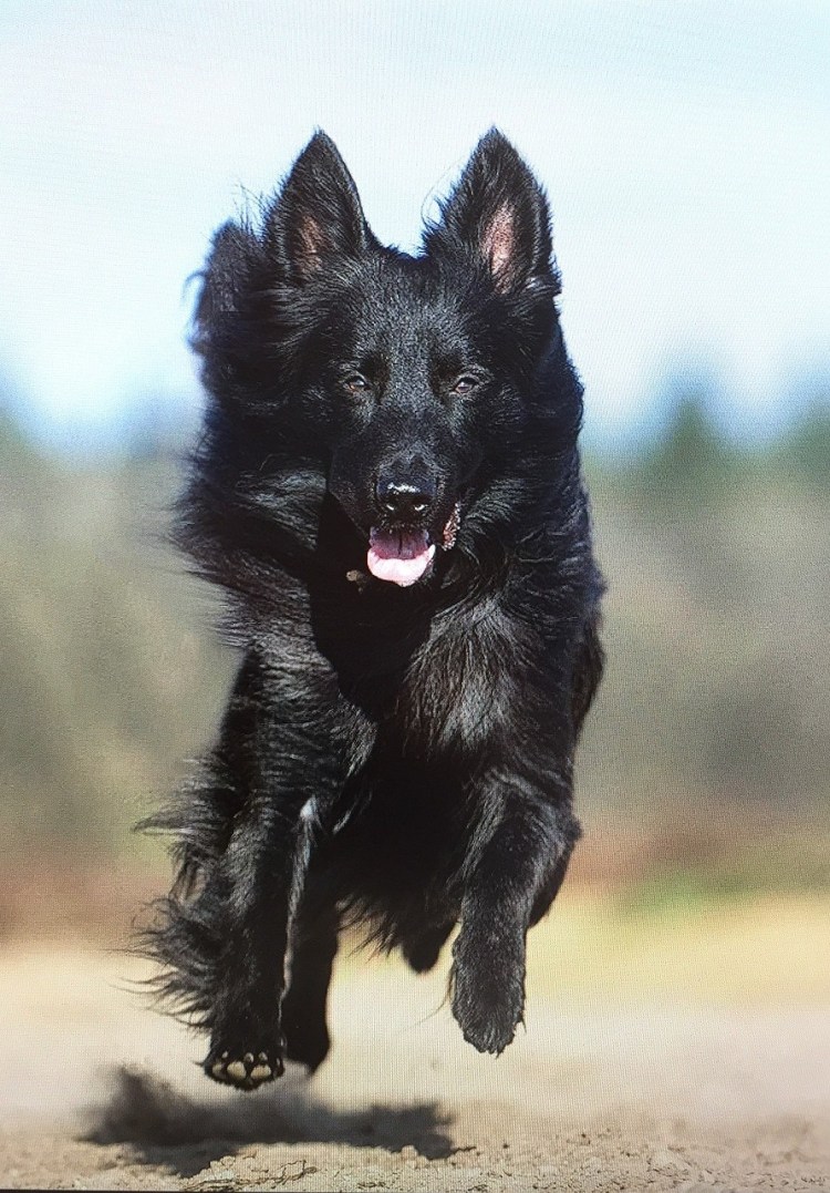 Ньюфаундленд собака Возраст 2 года