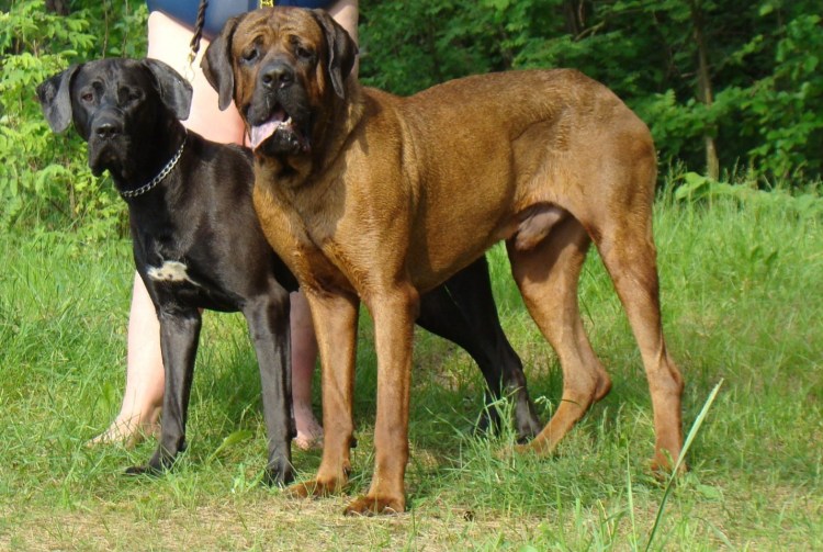 Чёрная немецкая Овчарна