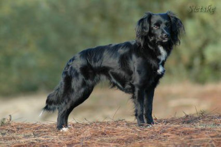 Голландский тульпхонд характер