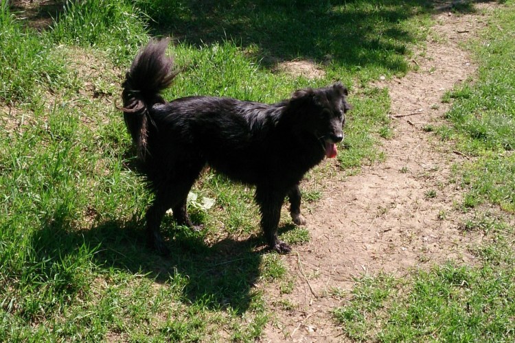 Что получится если свести кокер-спаниеля и Кане-Корсо