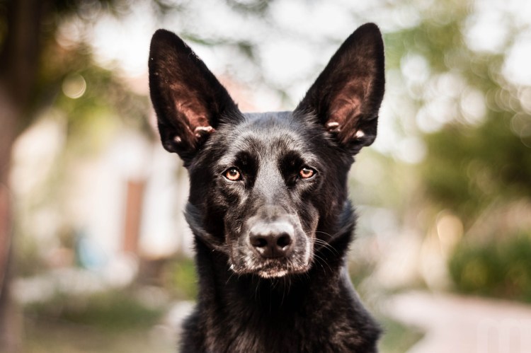 Бельгийская овчарка малинуа черная