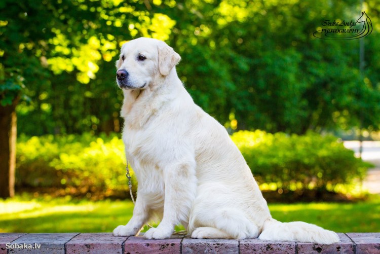 Пиренейский мастиф