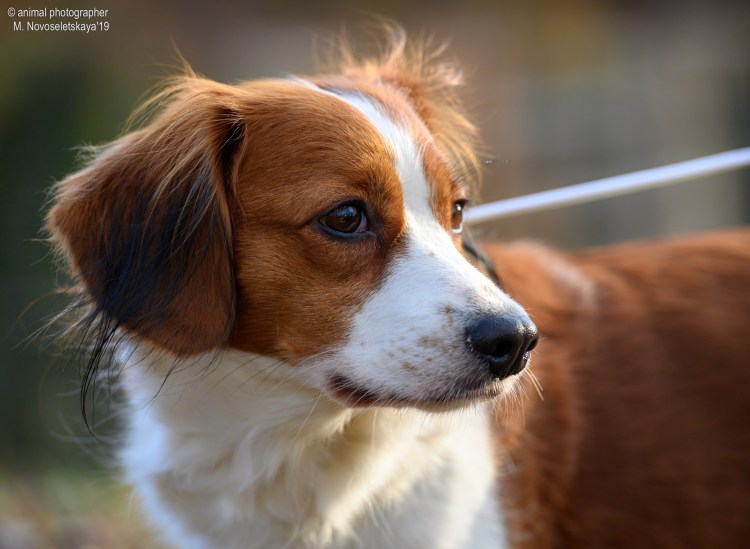 Русский кокер спаниель
