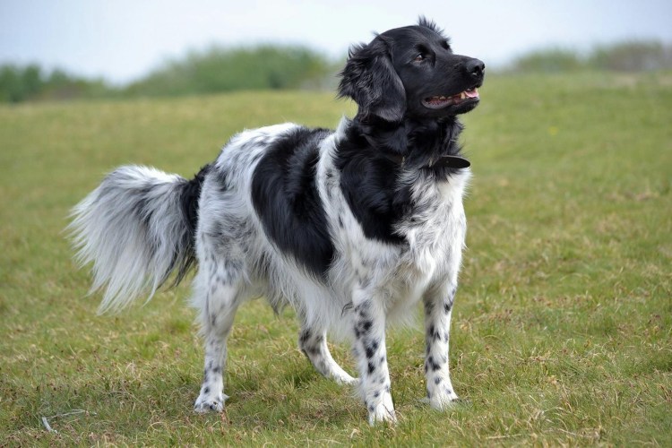 Порода голландский смаусхонд