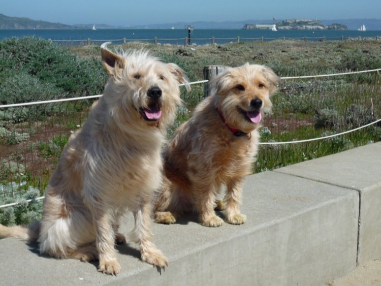 Черные собаки