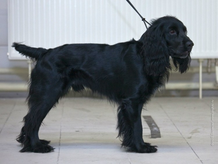 Дрентская куропаточная собака